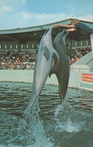 Double Jump Fish At St Petersburg Florida Seaquarium Dolphin Postcard