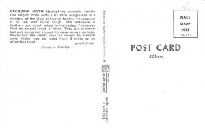 Cecropia Moth View Postcard Backing 