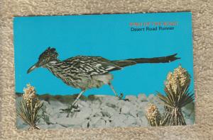 King of the Road Postcard Desert Road Runner Bird Vintage Chrome