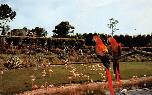 Mac and Marshall, two Scarlet Macaws Miami, Florida