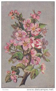 Crab Apple Blossoms, PU-1907