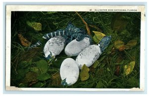 1937 Alligator Eggs Hatching Lady Lake Florida FL Posted Vintage Postcard