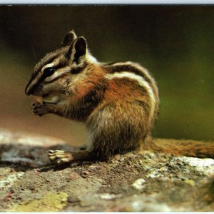 c1960s Adorable Chipmunk Mountain Pet Cute Chrome Photo Postcard Squirrel A68