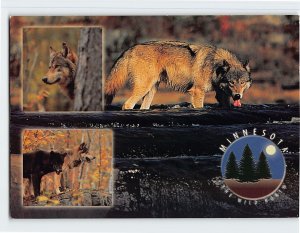 Postcard Timberwolves, The Wild North, Minnesota