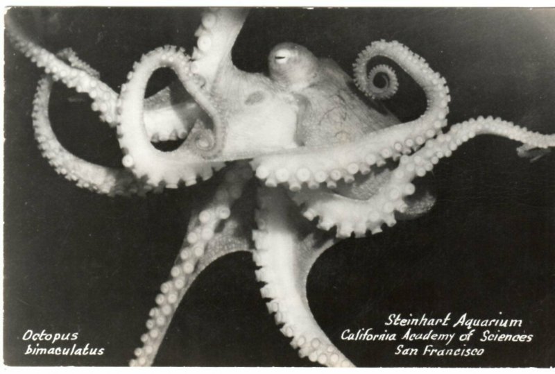 Giant Octopus At Steinhart Aquarium San Francisco RP Photo RPPC Real Photo !