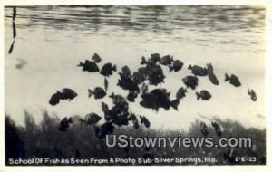 Real photo - School of Fish - Silver Springs, Florida FL