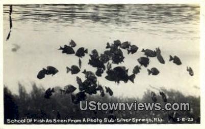 Real photo - School of Fish - Silver Springs, Florida FL  