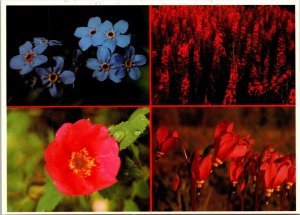 Forget Me Not, Fireweed, Sitka Rose, Shooting Star flowers Alaska Postcard