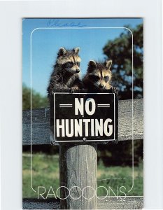 Postcard Raccoons