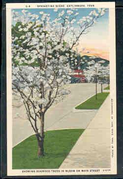 Tennessee colour PC Springtime Dogwood Blloms, Gatlinburg, unused