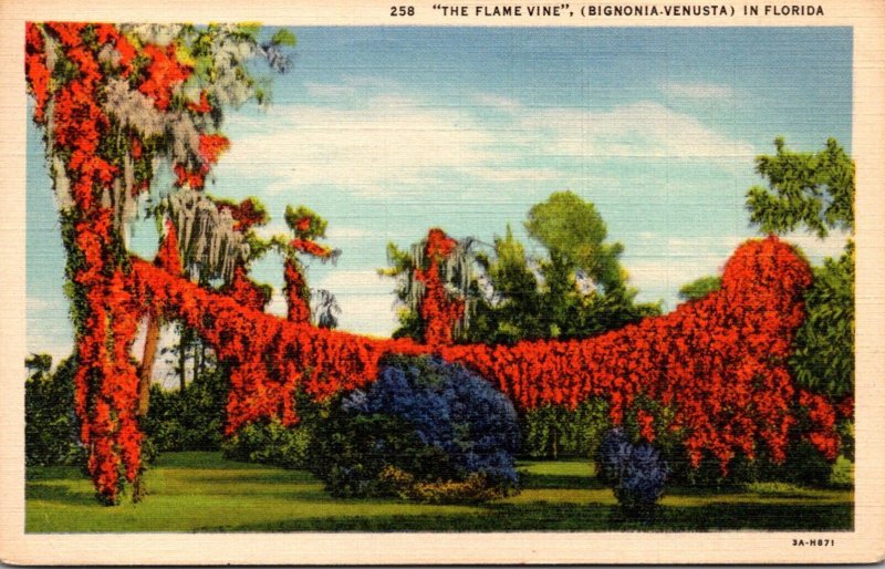 Florida The Flame Vine 1937 Curteich