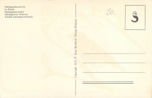 Birds themed postcard Madagascar Weaver