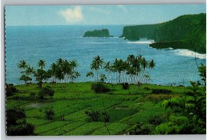 Rocky Road to Hana Keanae Peninsula Lush Green Taro Fields Maui Hawaii Postcard