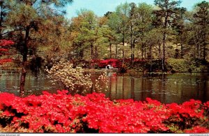 Virginia Norfolk Municipal Gardens Azalea Blossom Time