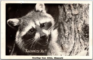 Greetings from Aitkin Minnesota MN Raccoon Animal Postcard
