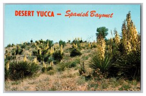 Postcard Desert Yucca Spanish Bayonet  