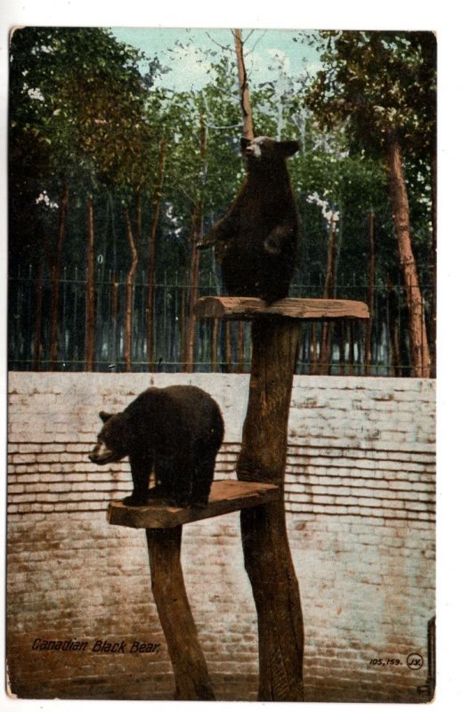 Canadian Black Bear in Zoo, Used 1912, Winnipeg Manitoba Cancel