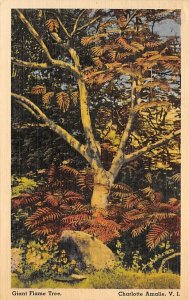 Giant Flame Tree Trinidad Postcard