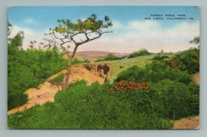 Torrey Pines Park, San Diego, California Postcard
