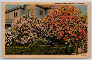 Galveston Texas Oleanders In Bloom Postcard M29