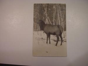 RPPC Elk Diamond Point Bemidji Minnesota MN Postcard