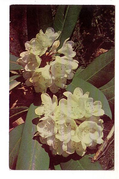 Close-up of Mountain Rhododendron, Somerset Post Card Company, Jennerstown PA