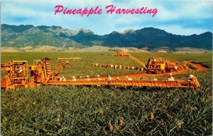 Hawaii Pineapple Harvesting Tropical Plantlife Fruit Farming Chrome Postcard 