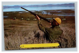 Vintage 1960's Postcard Goose Hunter in the Grass Ready to Shoot