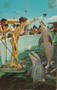 Florida Miami Feeding The Porpoises Miami Seaquarium 19644