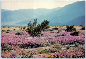 Postcard - Lavender sand verbena carpets the desert