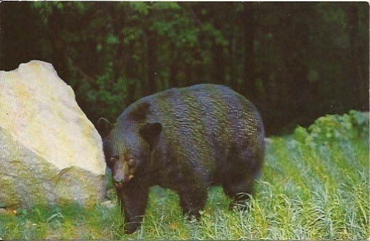 Black Bear Smoky Mountains National Park - 1950 Vintage Postcard