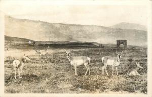 Haynes RPPC Postcard 10148 Pronghorn Antelope at Arch Yellowstone National Park