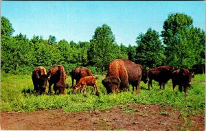 Postcard FARM SCENE Catskill New York NY AL9801