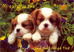 B74194 mi e atat de bine cand sunt langa tine dog chien animal