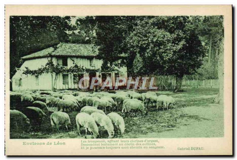 Old Postcard surroundings Leon Sheep