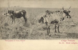 french congo, Native Livestock, Cow (1900s) Postcard