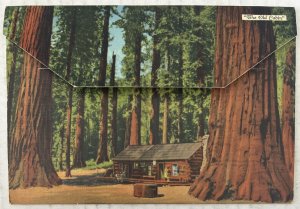 Mariposa Grove of Big Trees Yosemite National Park 18 Postcard Souvenir Folder