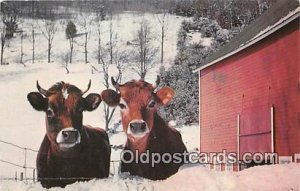 Winter Vermont Farm Cow 1987 