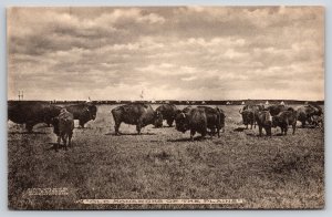 Arkansas City Kansas~Old Monarchs on the Plains~Buffalo Graze~1906 Geo Cornish