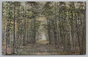 Roaring Brook Michigan~Deep in the Woods~Lovers Lane~c1910 Cook of Petoskey PC