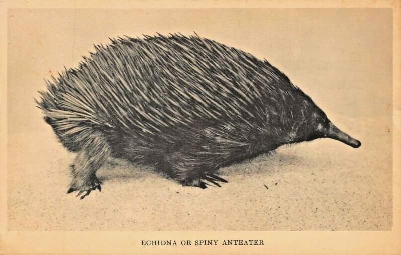 ECHIDNA OR SPINY ANTEATER ~ FIELD MUSEUM PHOTO POSTCARD