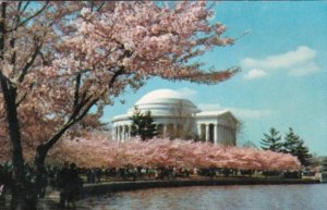 Washington D C Jefferson Memorial and Cherry Blossoms