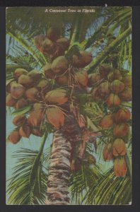 A Cocoanut Tree in Florida pm1964 ~ Linen