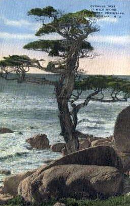 Cypress Tree - Monterey Peninsula, CA