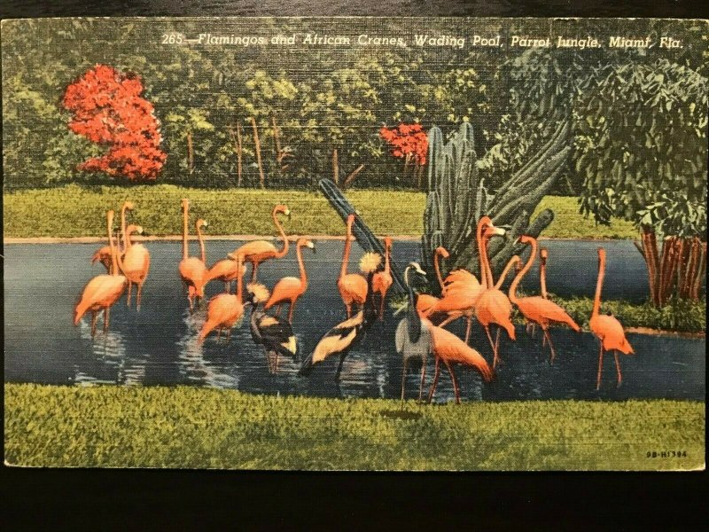 Vintage Postcard 1951 Flamingos African Cranes Parrot Jungle Miami Florida (FL)