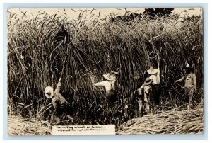 1909 Harvesting Wheat Farmers Palco Kansas KS RPPC Photo Posted Antique Postcard