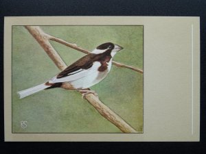 Bird Theme BENGALEE c1950s Postcard by P. Sluis Series 7 No.78