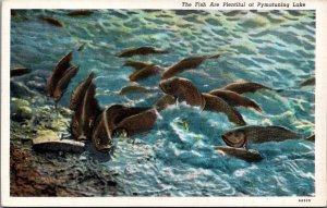 The Fish Are Plentiful at Pymatuning Lake Linen Postcard C087