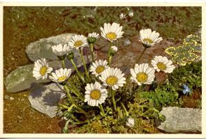 Flowers -  Alpine Marigold                             (Thor & Gyger #1903)