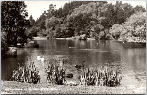 Stow Lake in Golden Gate Park Swans San Francisco California RPPC Photo Postcard